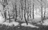 Danbury Lakes 3 - IR