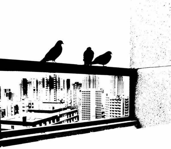 Pigeons on a rail