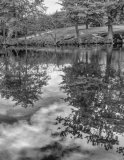 Reflected trees, Danbury Country Park