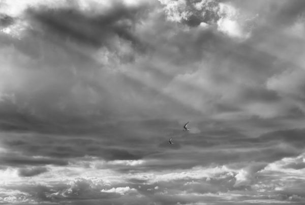 Seagulls in Sunlight, Salthouse beach, Norfolk