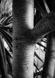 Tropical Contrast, Gran Canaria, Spain