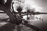 The Pollards Dedham Vale