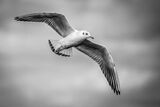 essex mono gull
