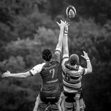 essex mono rugby