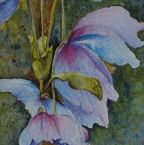Himalayan Blue Poppies