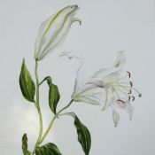 White Lily