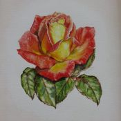 Picadilly Rose