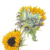 Sunflower Study