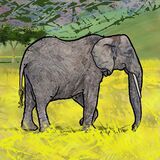 African Elephant