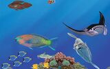 Sunfish and Manta-Ray Detail