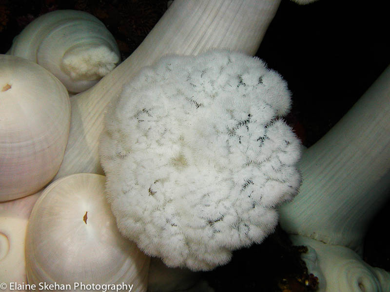 Giant white anemone