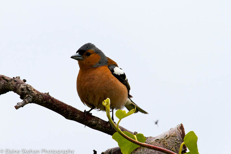 Male Chaffinch