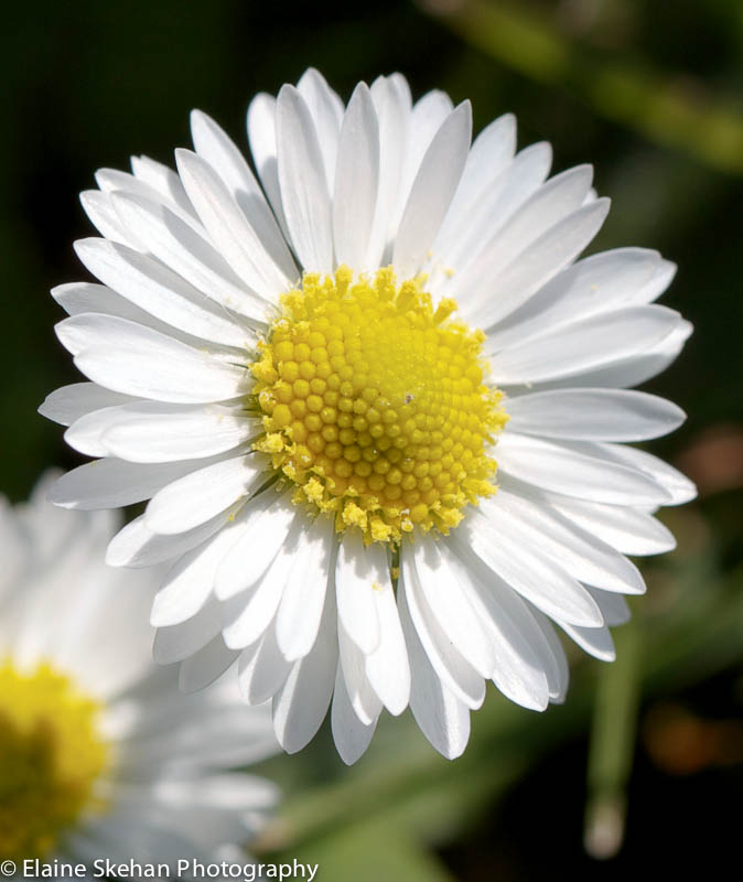 Daisy