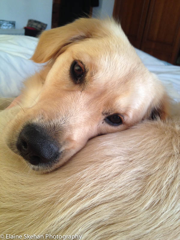 Happy Poppy made it to the bed.