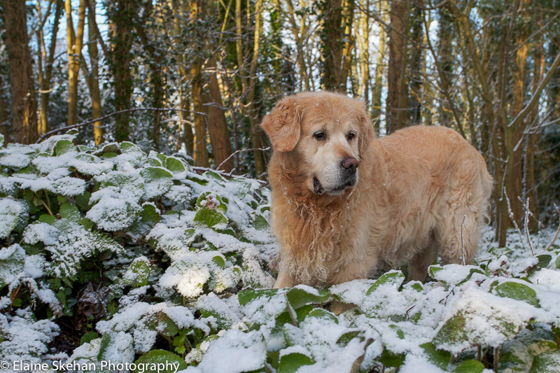 Silver in Ardgillan in the snow