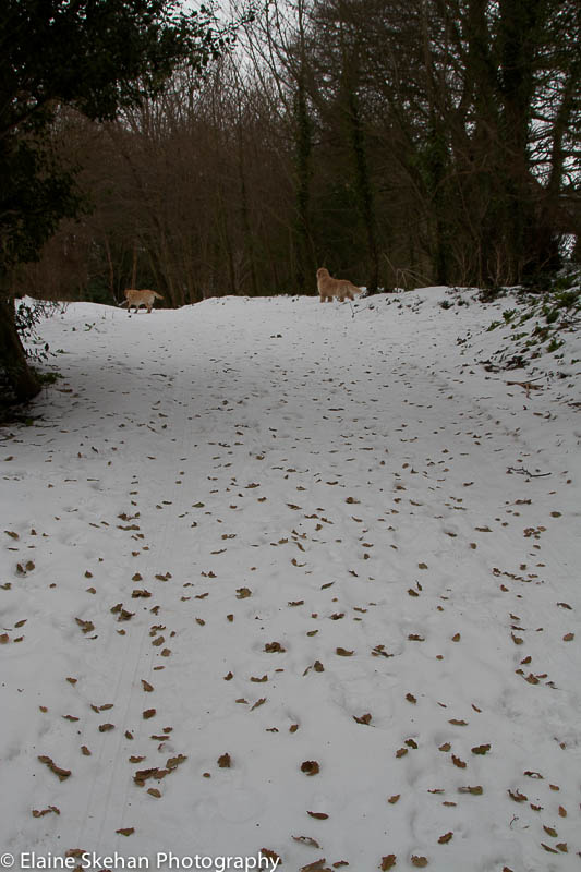 Snow path