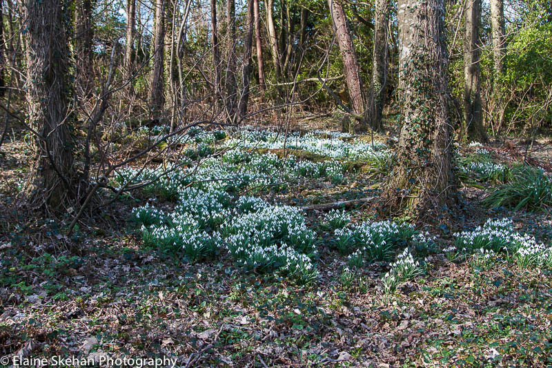 Snowdrop glade
