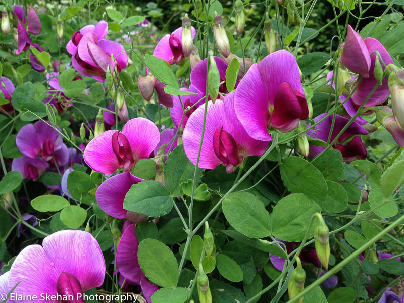 Wild Sweetpea
