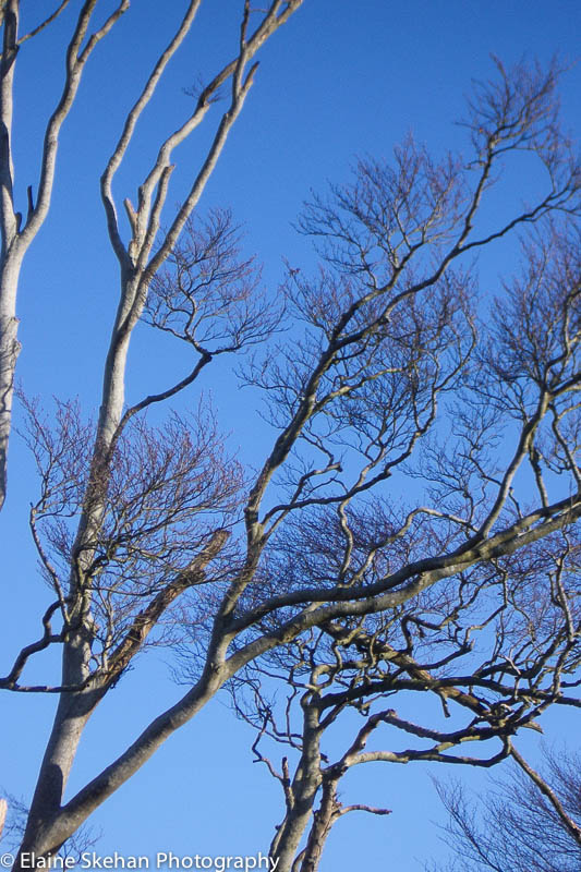 Trees
