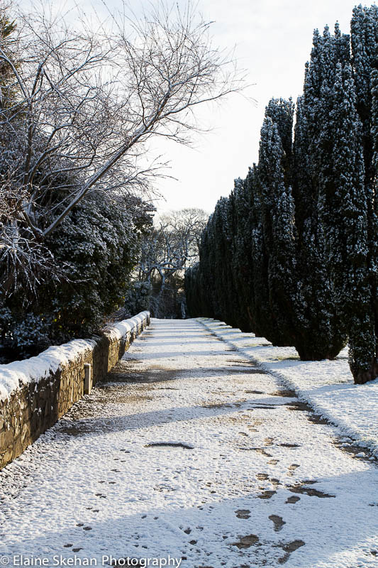 Yew tree avenue