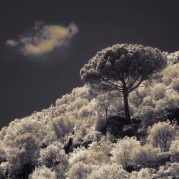 Infra Red Photography