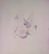 Aborescence II<br>Etching, edt 20 <br>60 x 54 cm, 2016