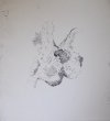 Aborescence<br>Etching, edt 20 <br>60 x 54 cm, 2016