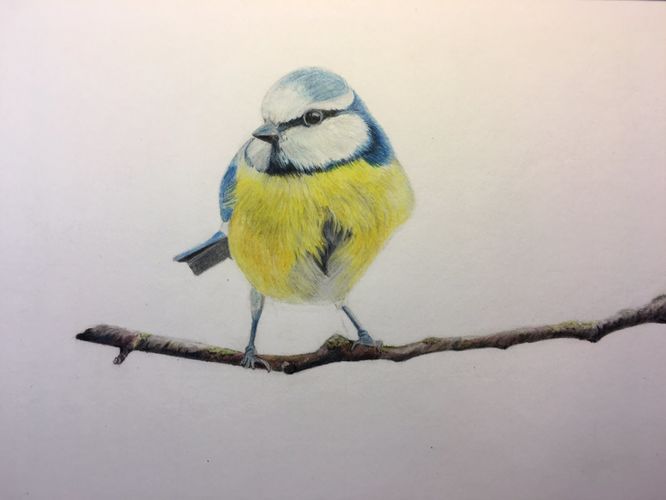 'Blue Tit'