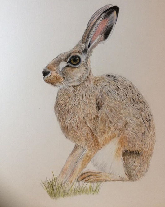 Hare