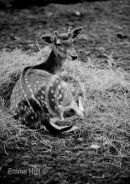 Park Fold Open Farm