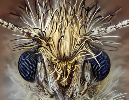 Extreme Macro with Johan J Ingles-Le Nobel