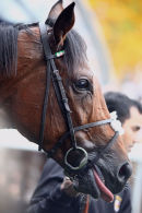 Frankel on his final racecourse appearance, remaining unbeaten.