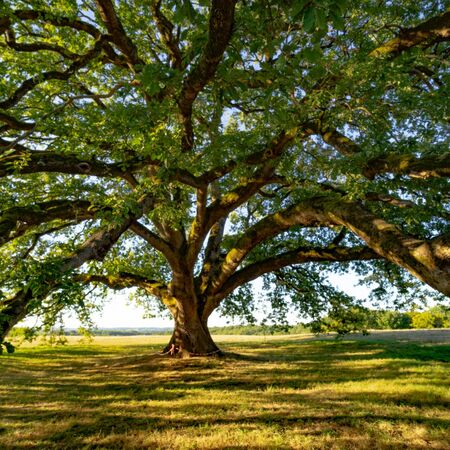 the tombeboeuf oak