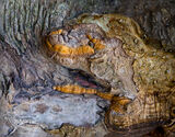A strange creature in the tree