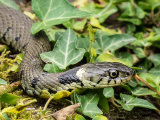 A Grass Snake