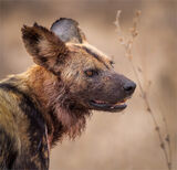 African Wild Dog, the pack leader