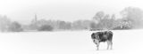 Alone-In-A-Sea-Of-White