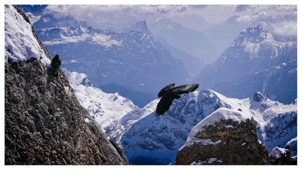 Alpine Choughs