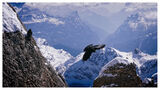 Alpine Choughs