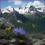 Alpine Campanula