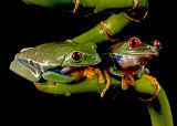 American Tree Frogs
