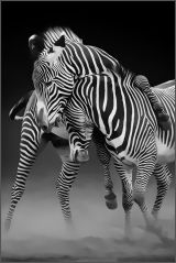 Amorous Zebras