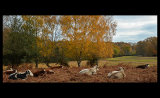 Autumn Siesta in Bramshaw Woods