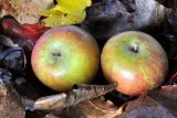 Autumn Bounty