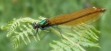Banded Demoiselle Female (Calopteryx splendens)