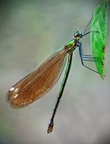 Beautiful Demoiselle