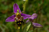 Bee orchid, Dorset