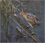 Bittern Cleared for Take Off