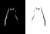 Black and White Cat