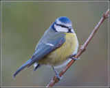 Blue Tit (Cyanistes Caeruleus)